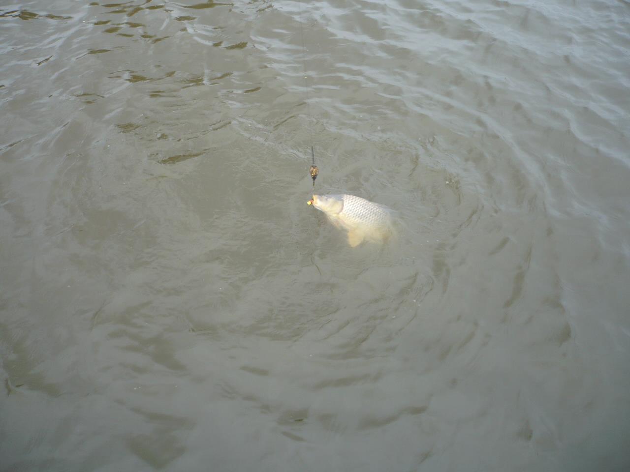 MV 2 - 12.NOI.2014 - p1020953.JPG